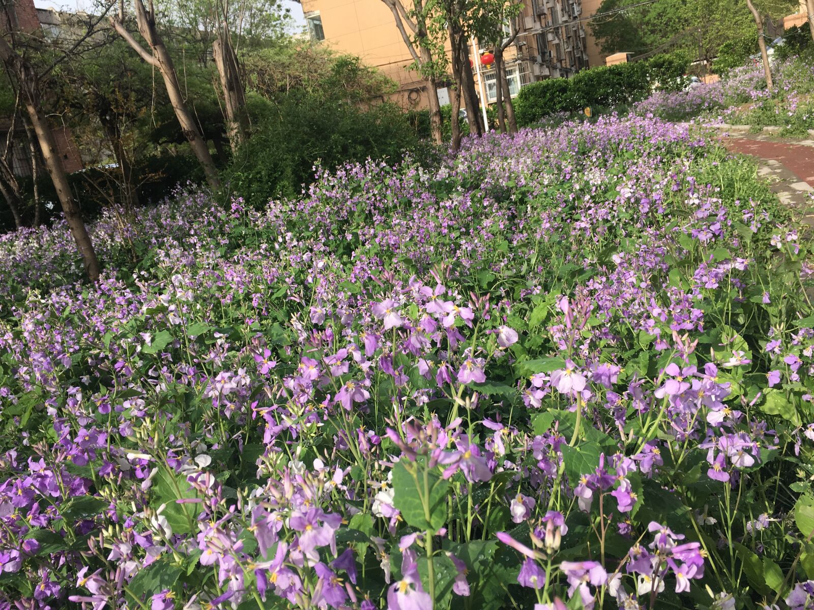 Apple iPhone 6s sample photo. Zhuge dish, flower, spring photography