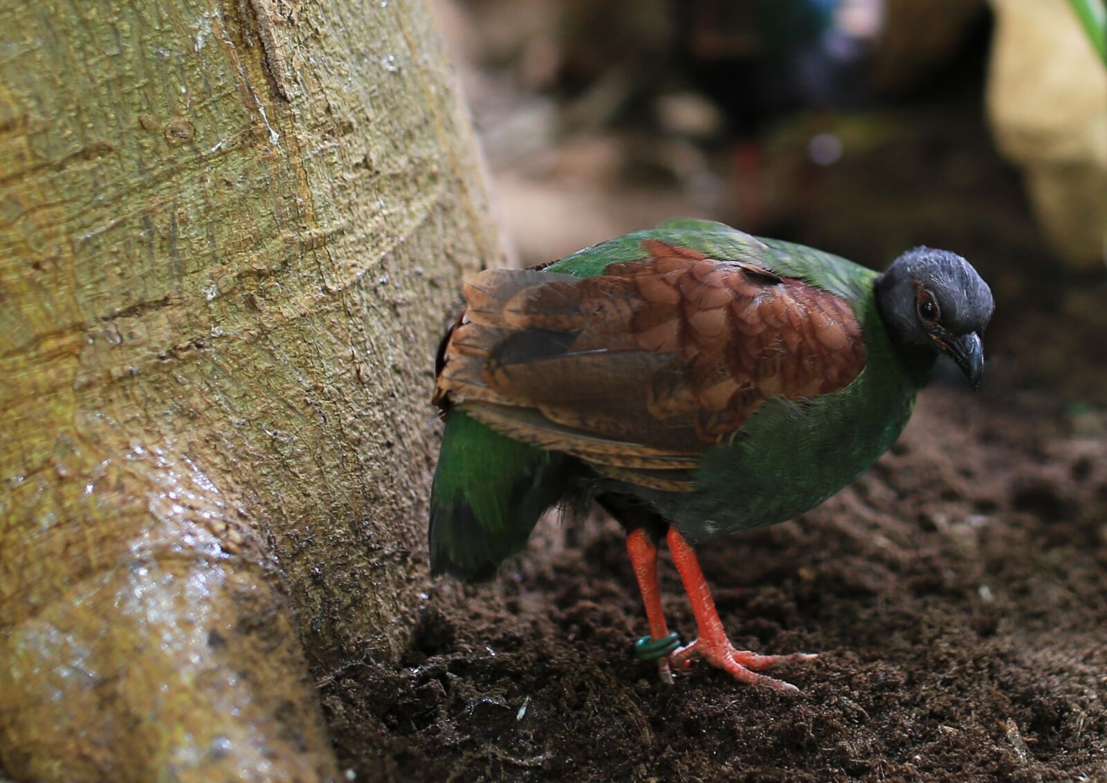 Canon EOS 6D sample photo. Bird, zoo, wild photography