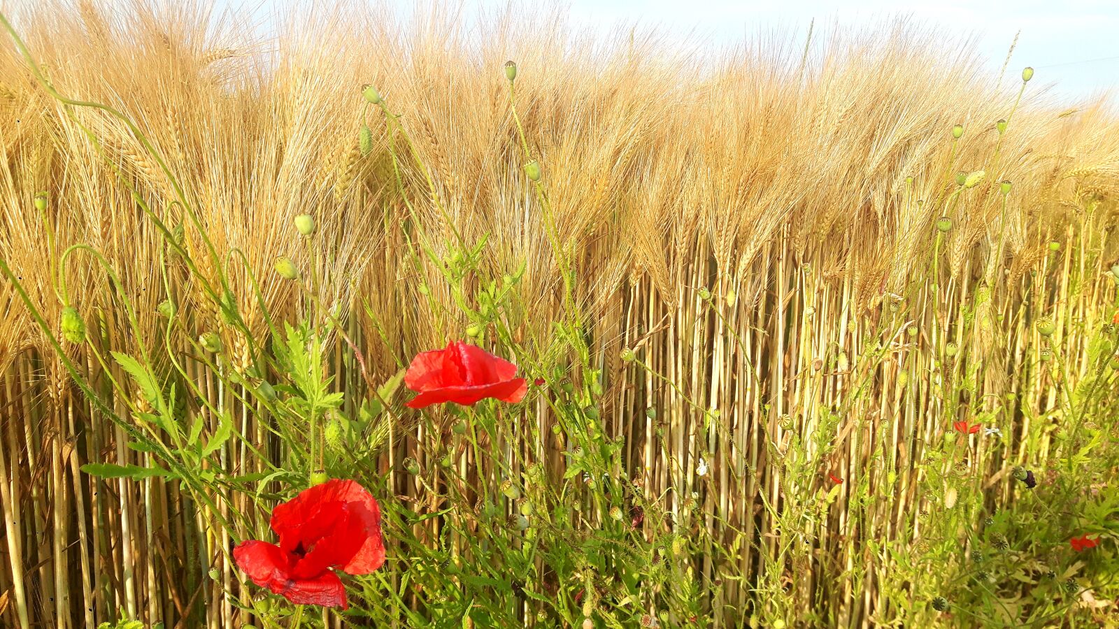 Samsung Galaxy S5 Neo sample photo. Field, poppy, summer photography