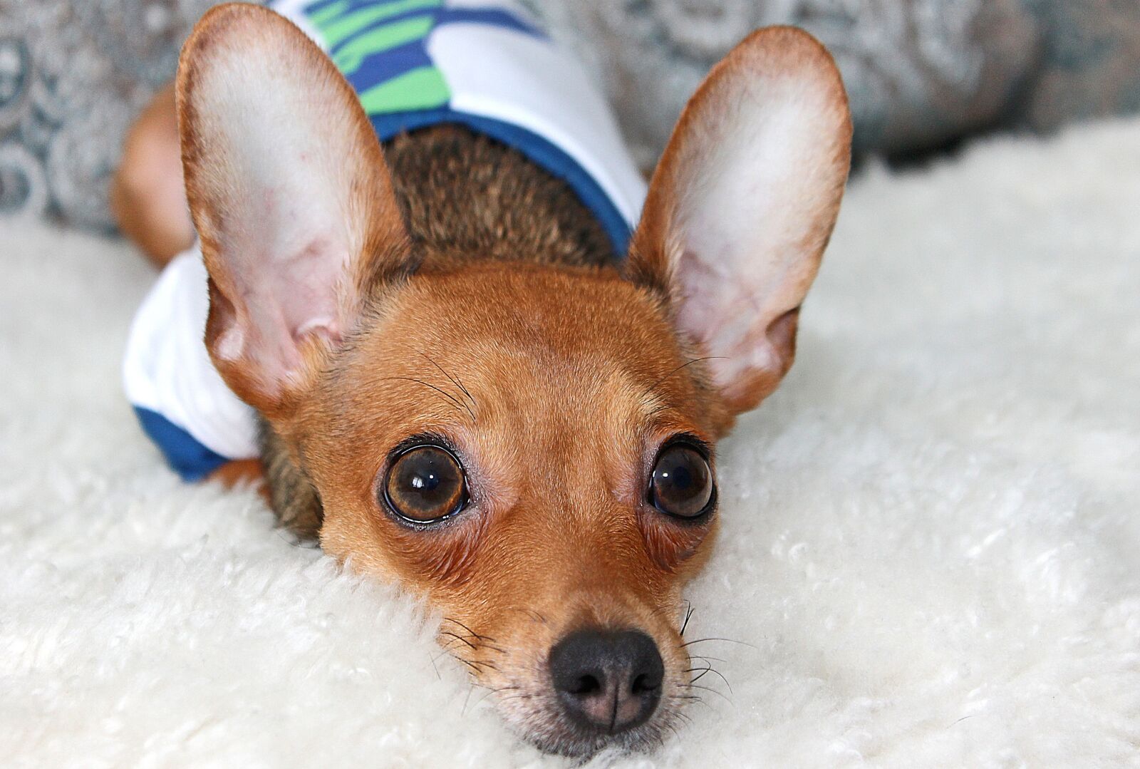 Canon EOS 1100D (EOS Rebel T3 / EOS Kiss X50) sample photo. Dog, chihuahua, snout photography