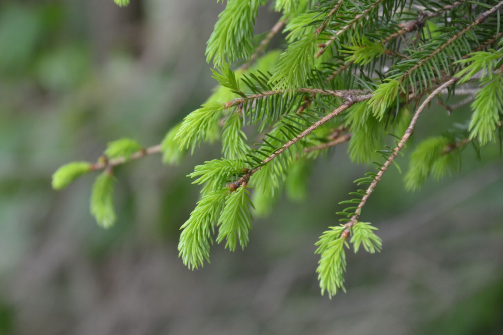 Nikon D3100 sample photo. Spruce, boy shoots, spring photography