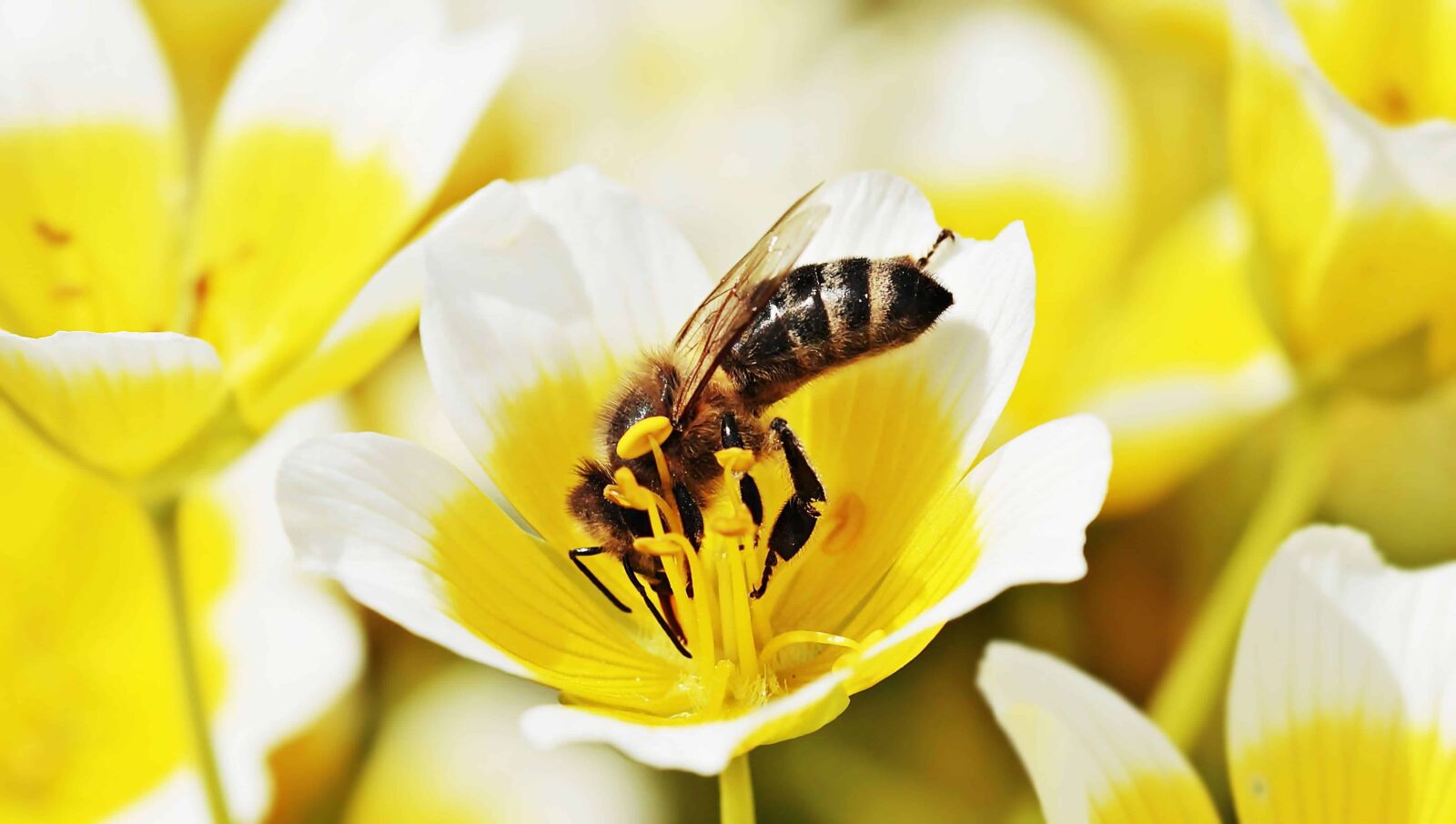 Canon EOS 100D (EOS Rebel SL1 / EOS Kiss X7) sample photo. Insect, hornet, honey, petal photography