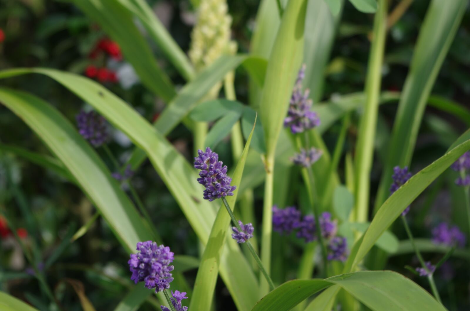 Pentax K-50 sample photo. Lavender, plant, purple photography