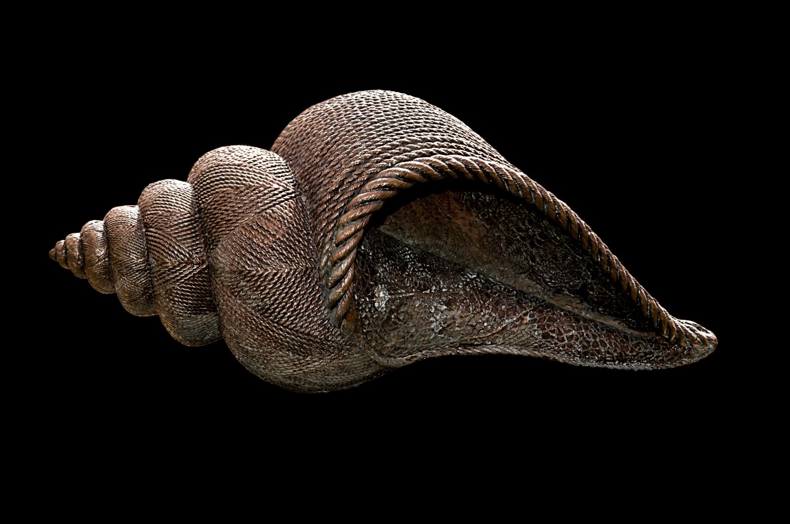 Nikon D5100 sample photo. Shell, conch, conch shell photography