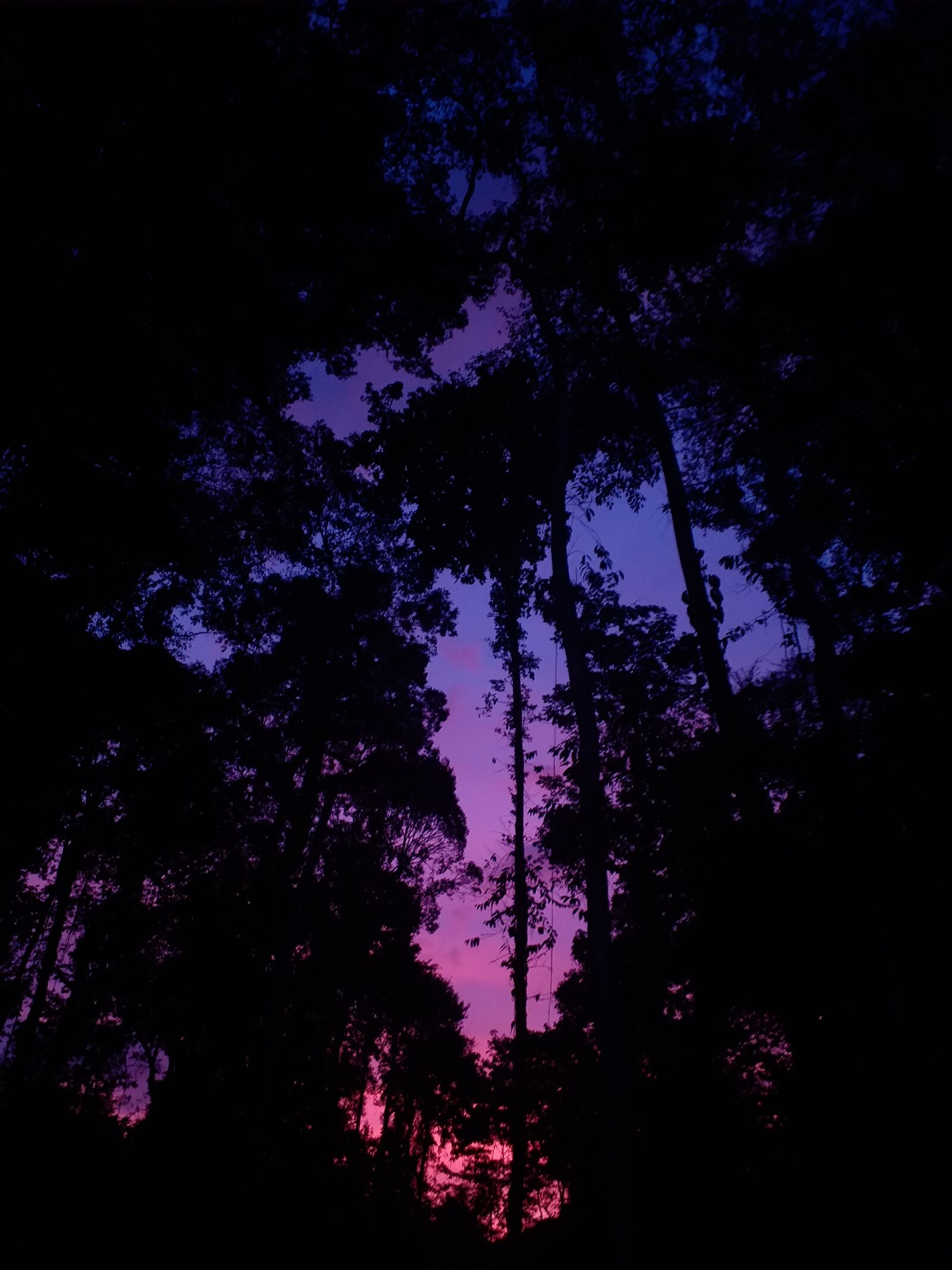 Samsung Galaxy J6+ sample photo. Noche, bosque, atardecer photography