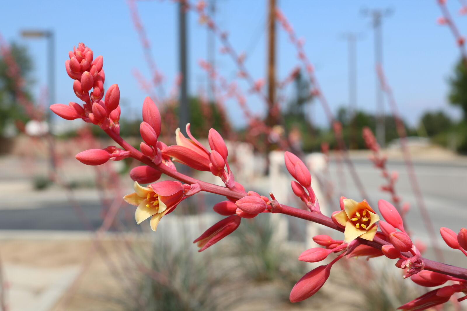 Canon EOS 750D (EOS Rebel T6i / EOS Kiss X8i) sample photo. Flowers, pink, succulent, yellow photography