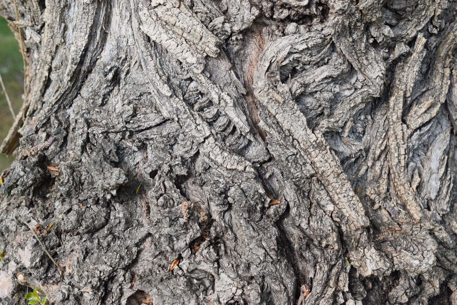 Nikon D5300 sample photo. Tree, the bark, nature photography