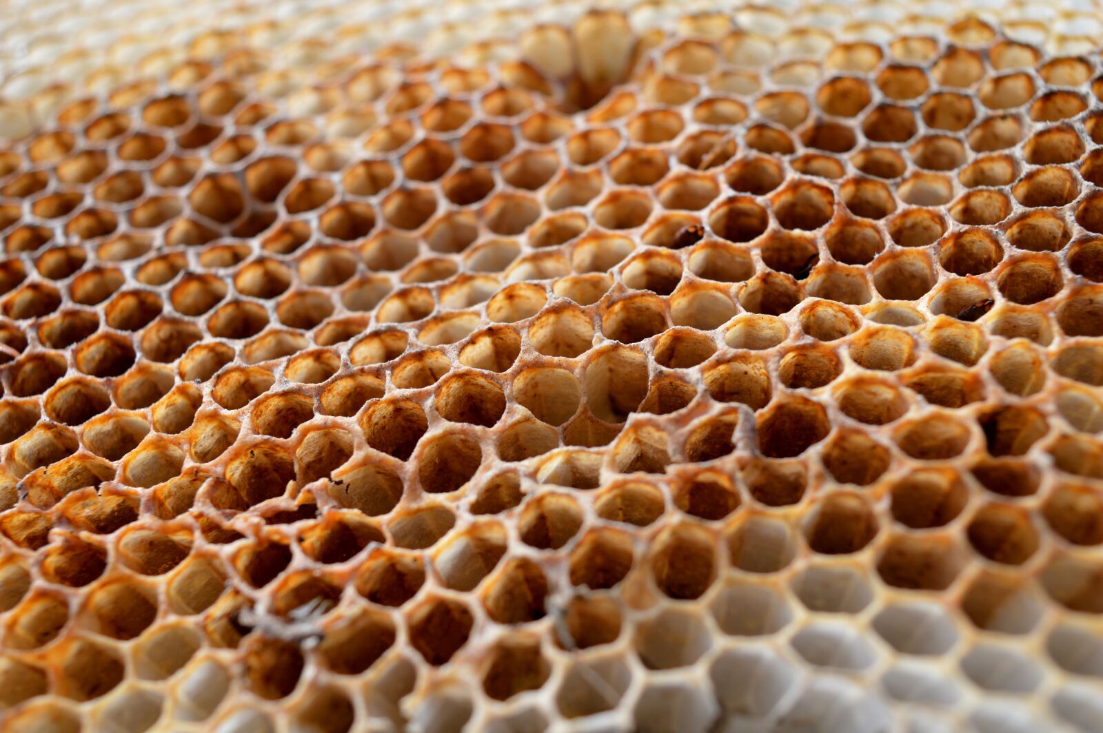 Nikon D3200 sample photo. Honeycomb, honeycomb structure, wax photography