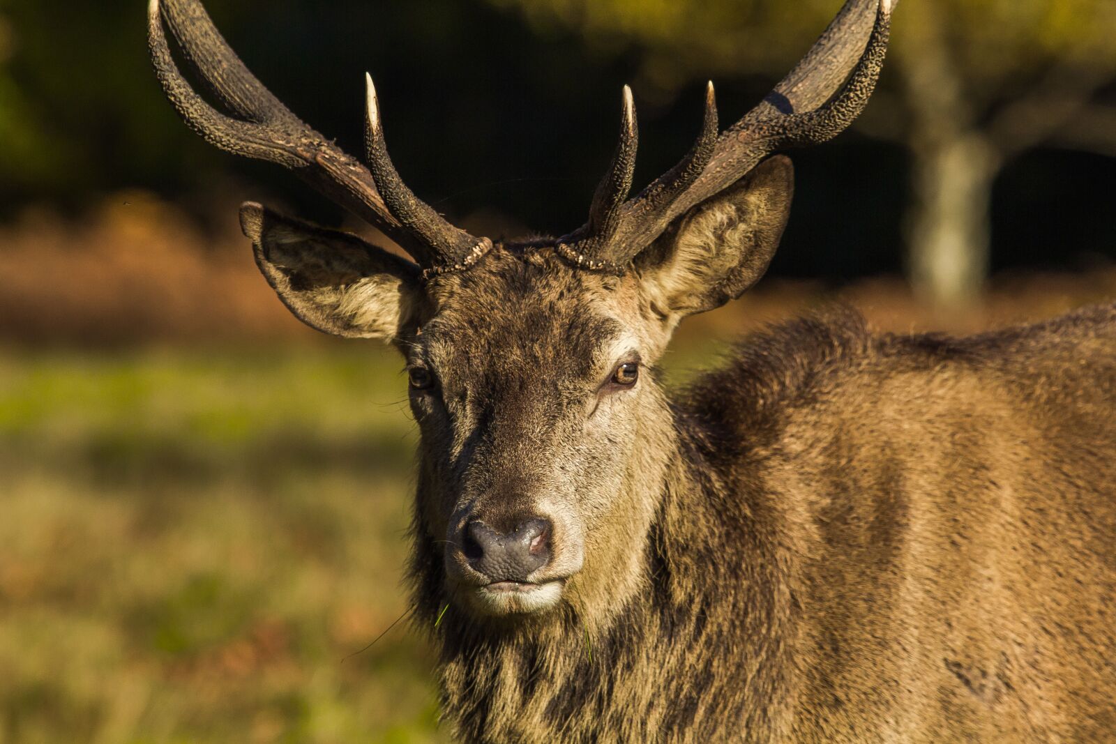 Canon EOS 60D sample photo. Deer, park, windsor photography