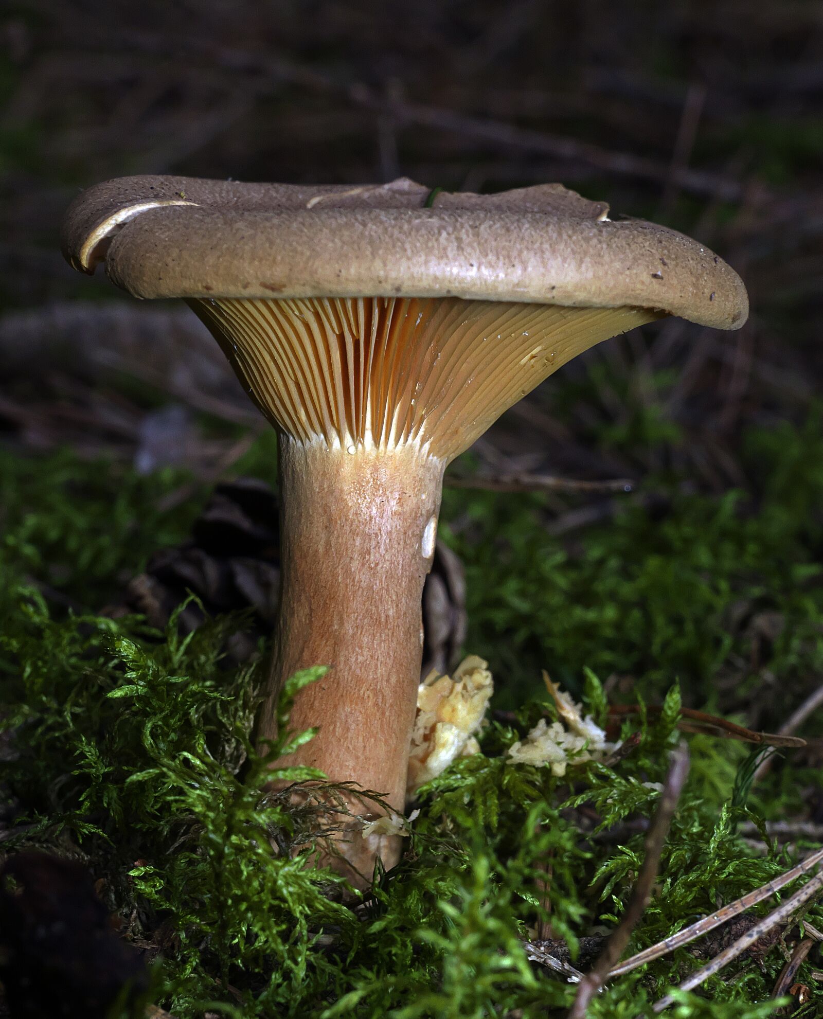 Panasonic Lumix DMC-FZ1000 sample photo. Mushroom, forest, moss photography