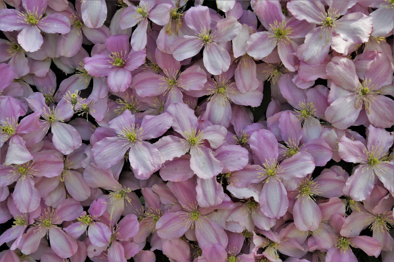 Canon EOS 80D sample photo. Clematis, pink, the petals photography