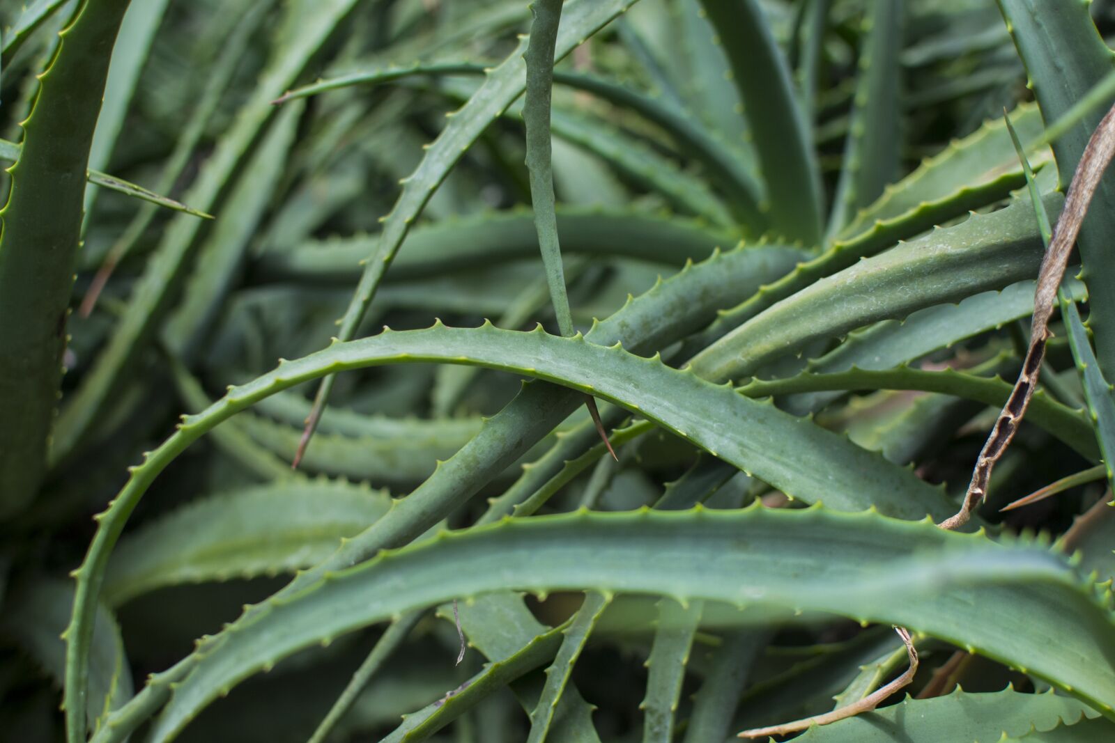Nikon D3100 sample photo. Green, aloe, leaf photography