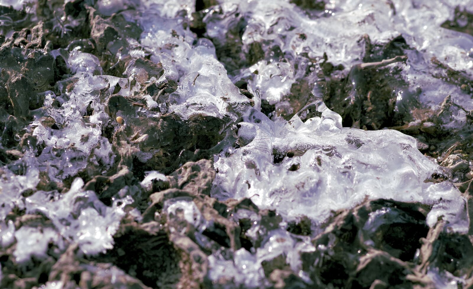 Pentax K-S2 sample photo. Ice crystals, frost, ice photography