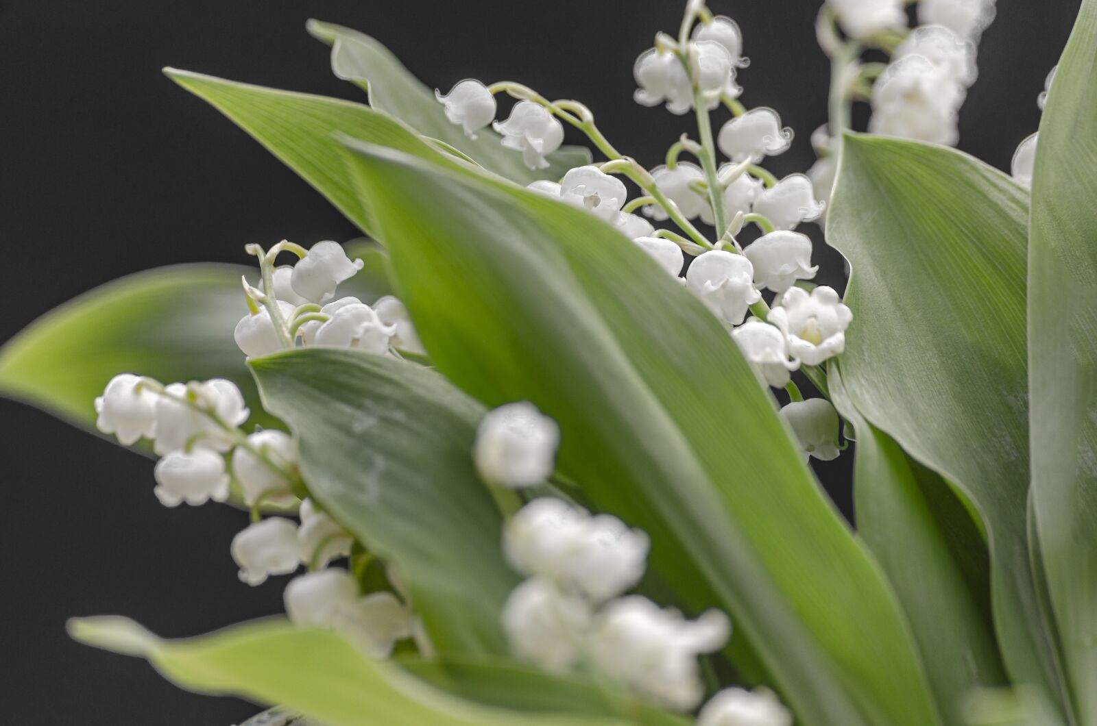 Nikon D7000 sample photo. May-lily, flower, may photography