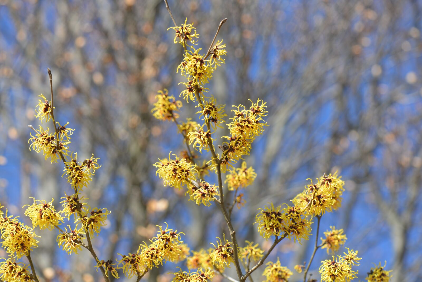 Nikon D600 sample photo. Witch hazel, shrub, native photography