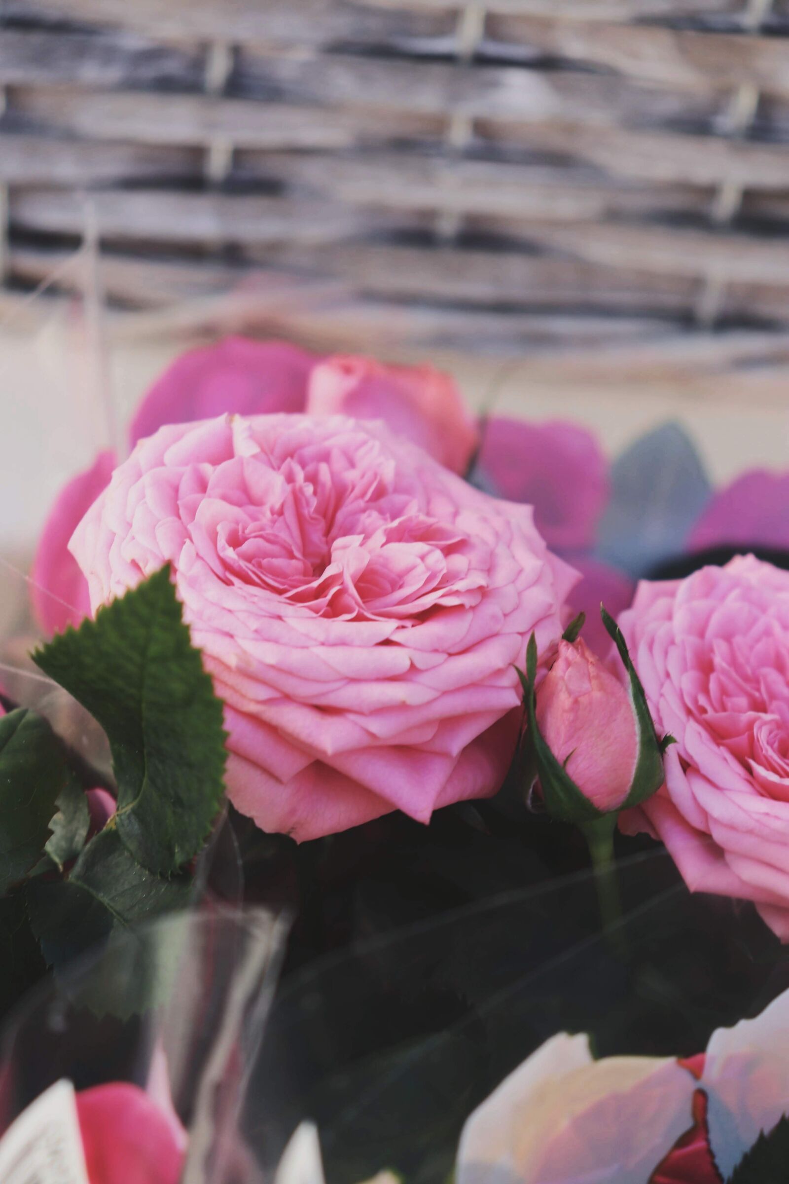 Canon EOS 200D (EOS Rebel SL2 / EOS Kiss X9) sample photo. Flower, pink, nature photography