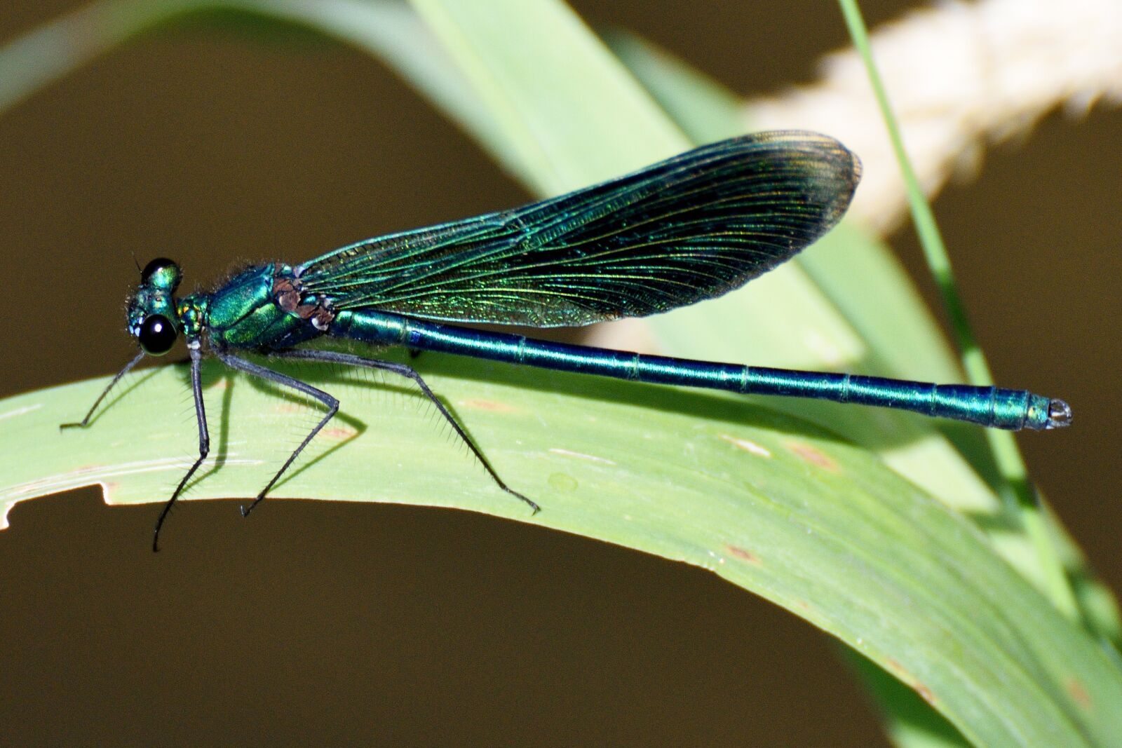 Nikon D7200 sample photo. Dragonfly, insect, macro photography