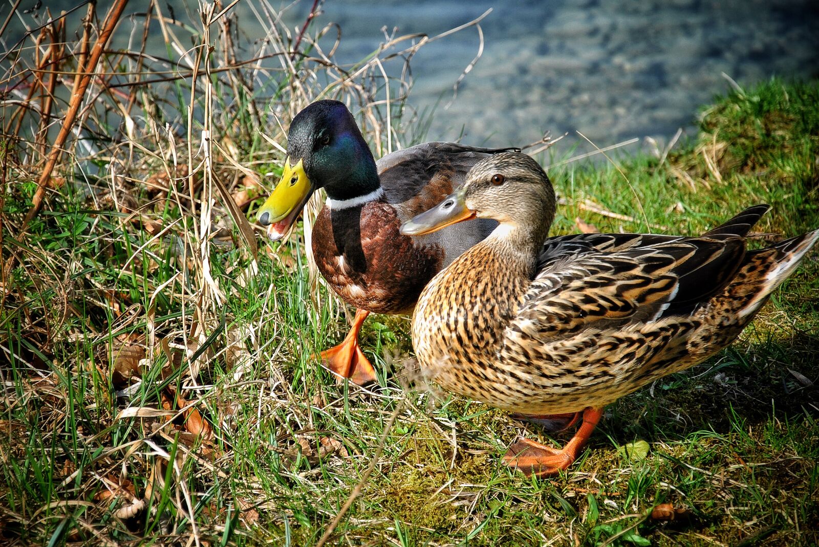 Nikon D3000 sample photo. Duck, water, mallard photography