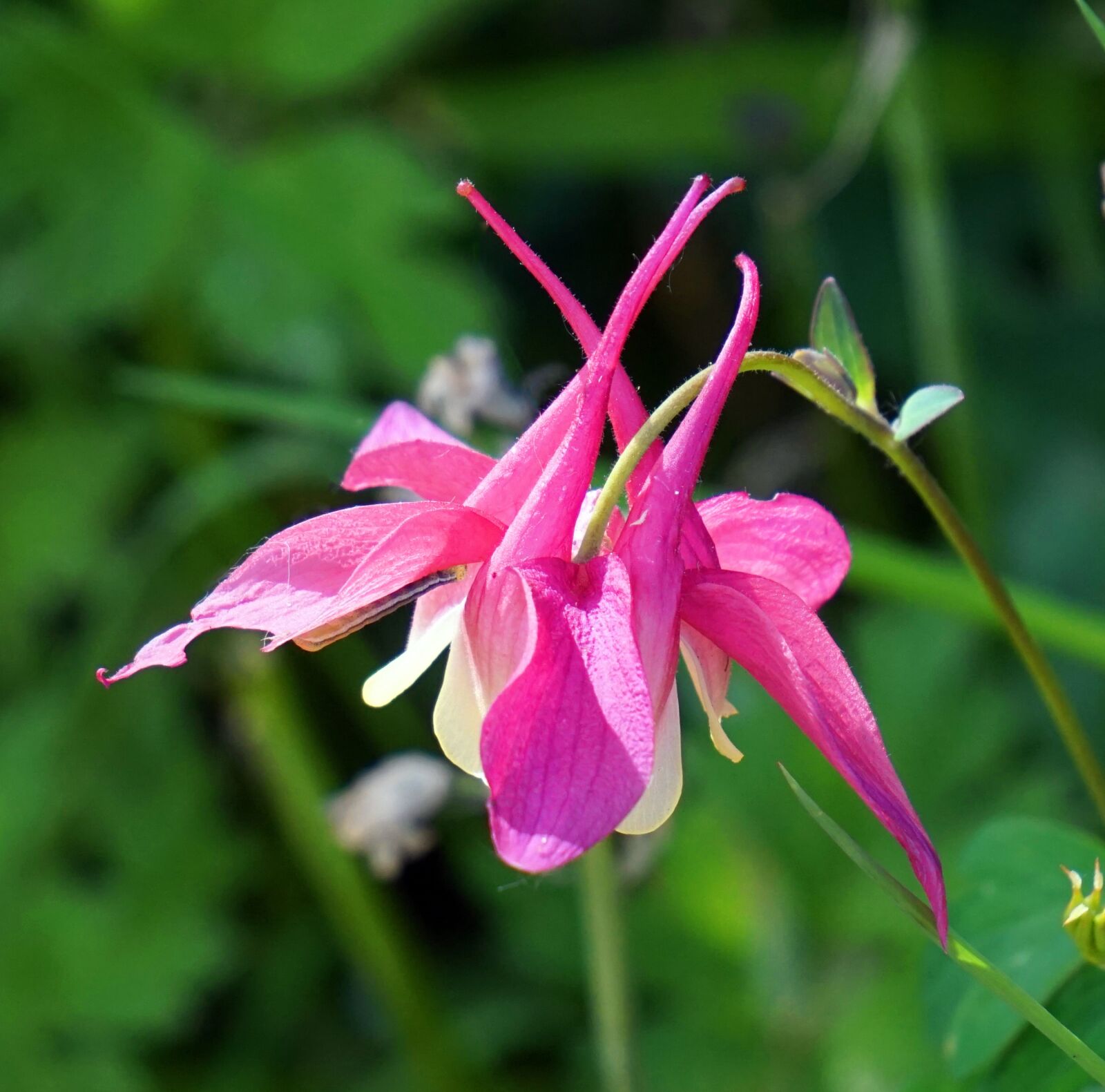 Sony Alpha a5000 (ILCE 5000) + Sony E 55-210mm F4.5-6.3 OSS sample photo. Flower, blossom, bloom photography