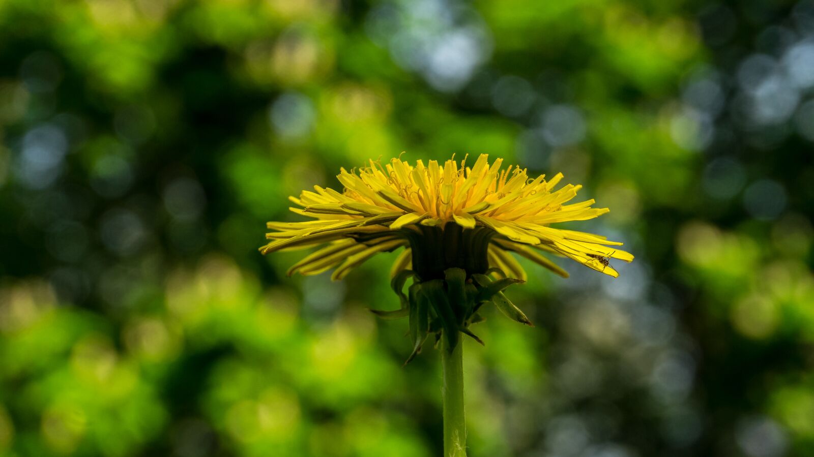 Sony Alpha a5000 (ILCE 5000) sample photo. Nature, plant, flower photography