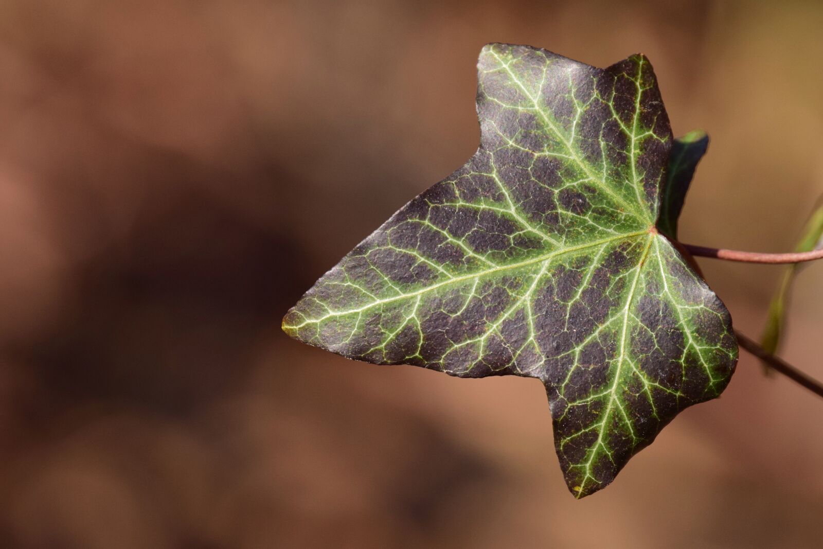Nikon D3300 sample photo. Ivy, close up, light photography