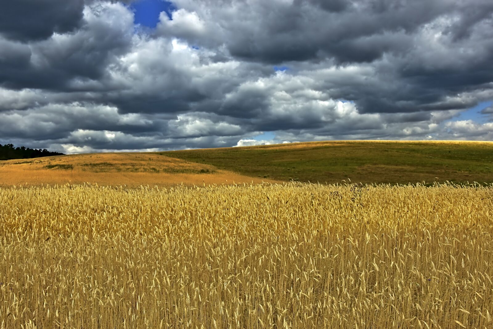 Nikon D5600 sample photo. Cornfield, field, wheat field photography