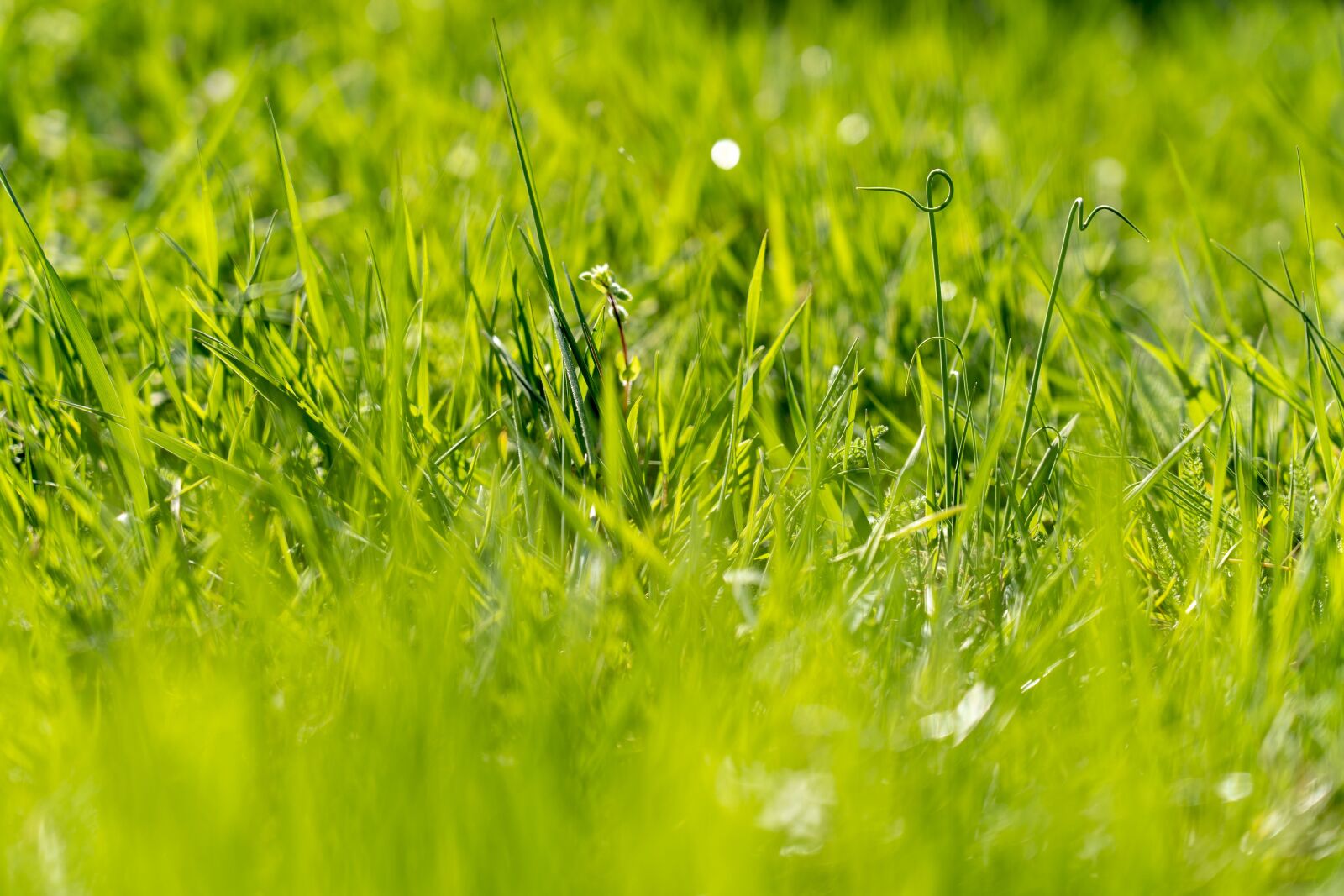 Sony FE 24-105mm F4 G OSS sample photo. Grass, green, nature photography