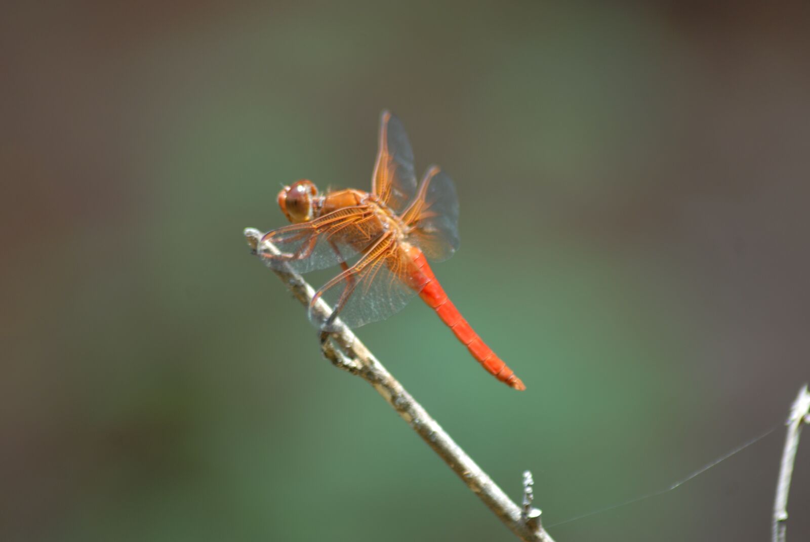 Nikon D200 sample photo. Dragonfly, fauna, nature photography