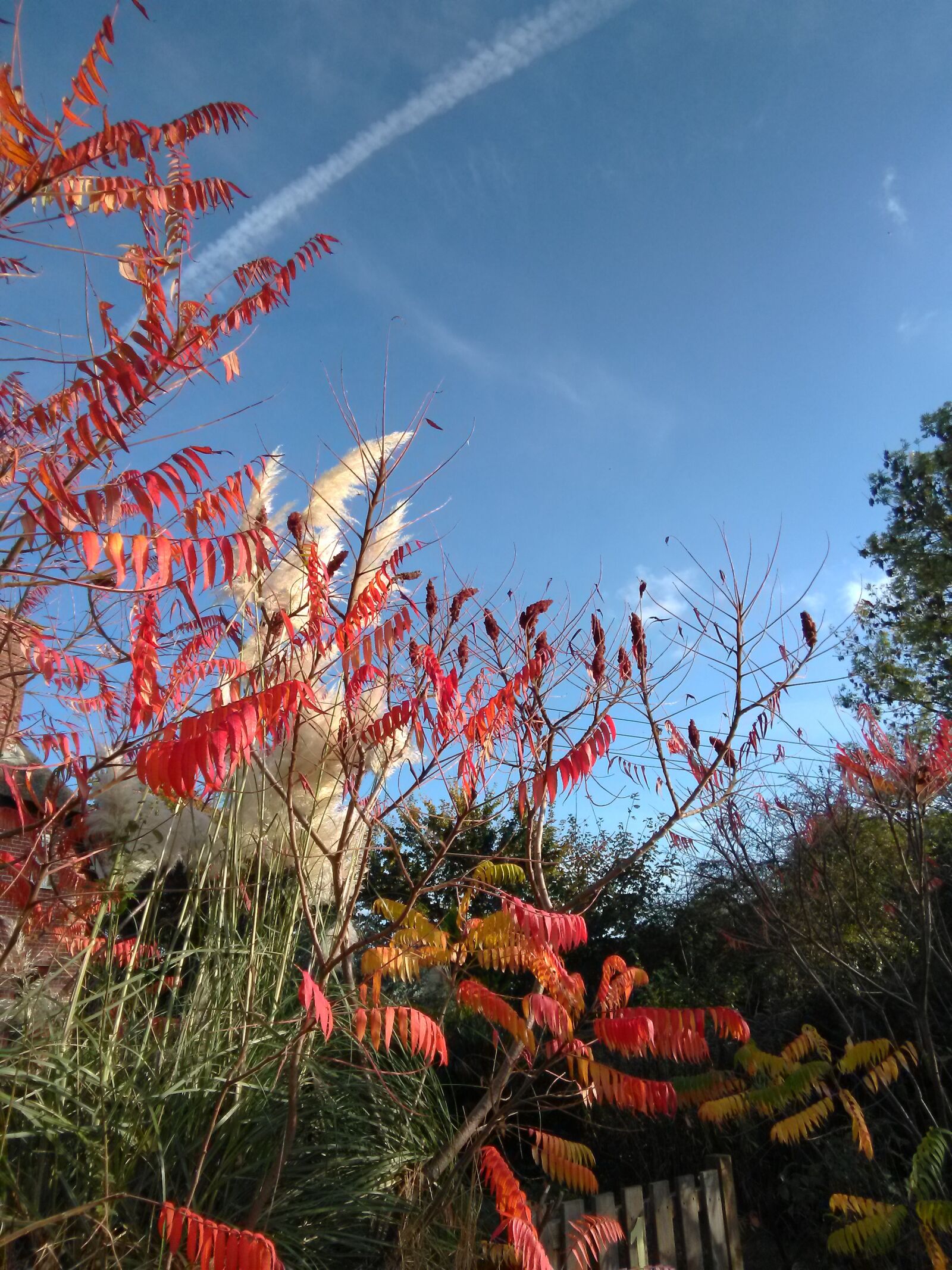 HMD Global Nokia 2 sample photo. Flowers, sky, spring photography