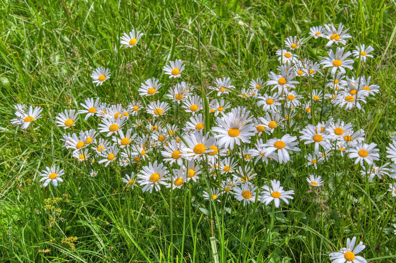 Nikon D5000 sample photo. Meadow, daisies, white photography