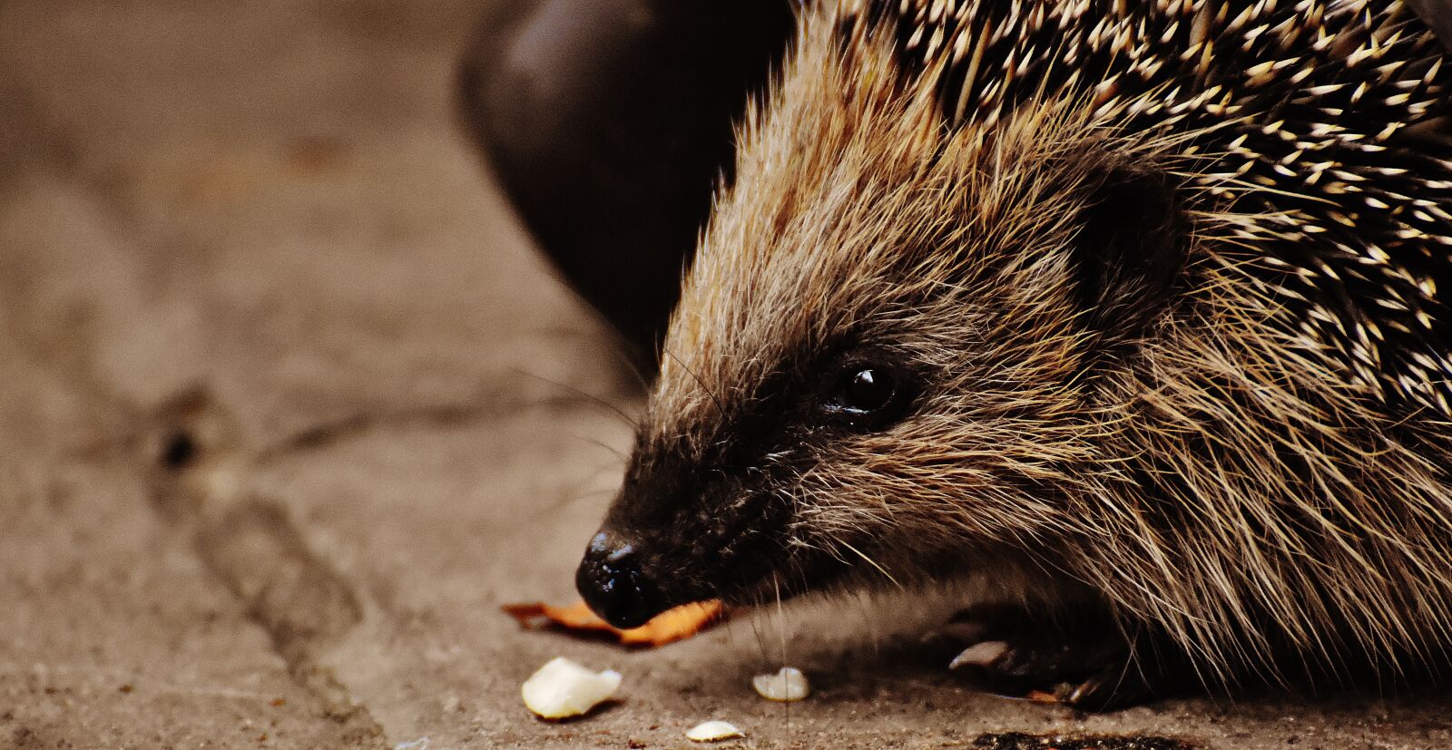 Nikon D7200 sample photo. Hedgehog child, young hedgehog photography