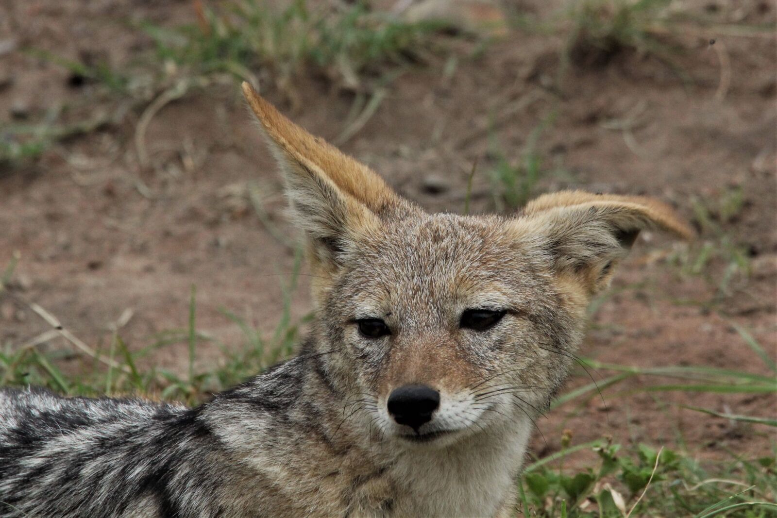 Canon EOS 60D sample photo. Silver, backed, jackal photography