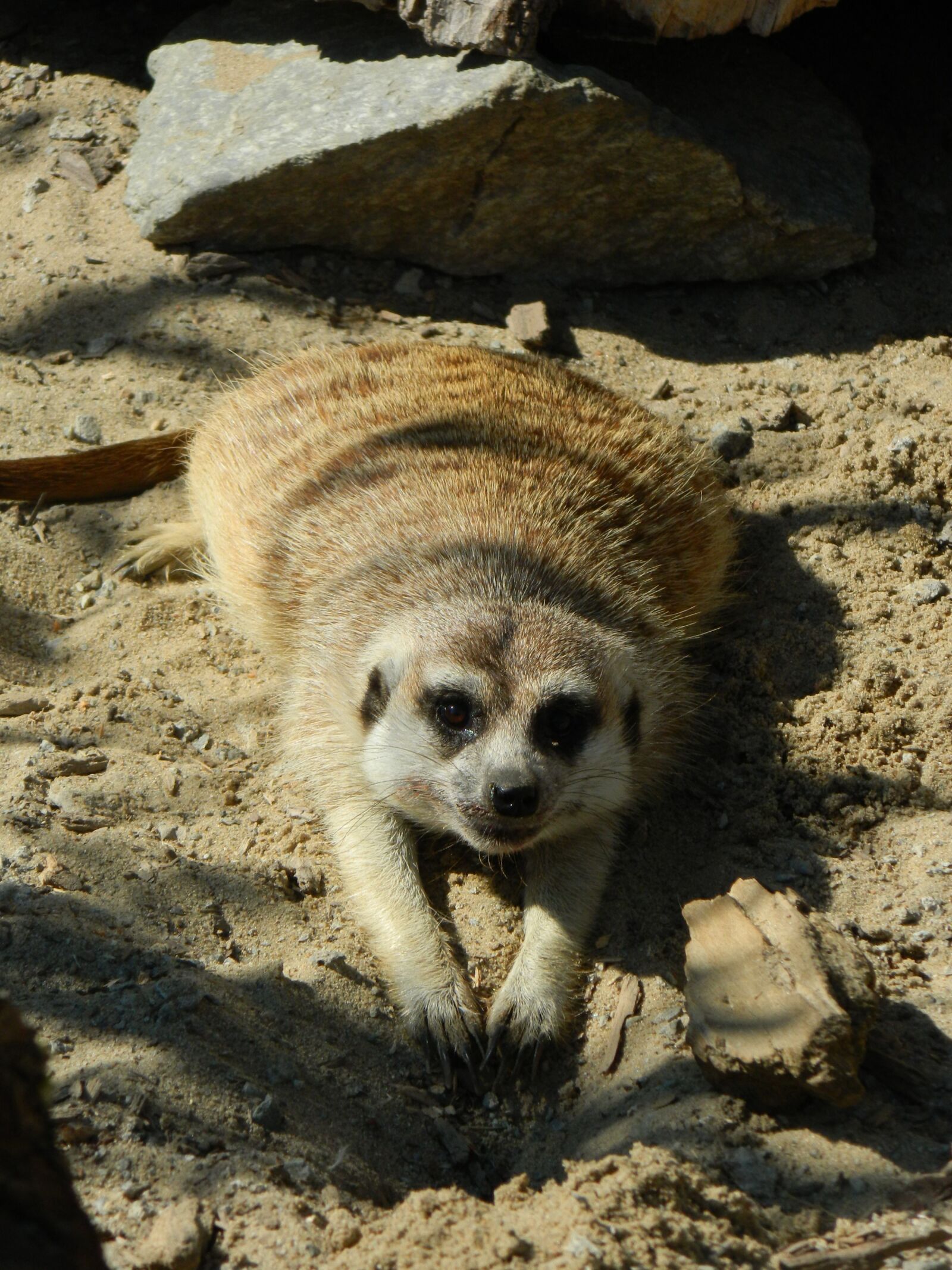 Nikon Coolpix L120 sample photo. Meerkat, the zoo, animal photography