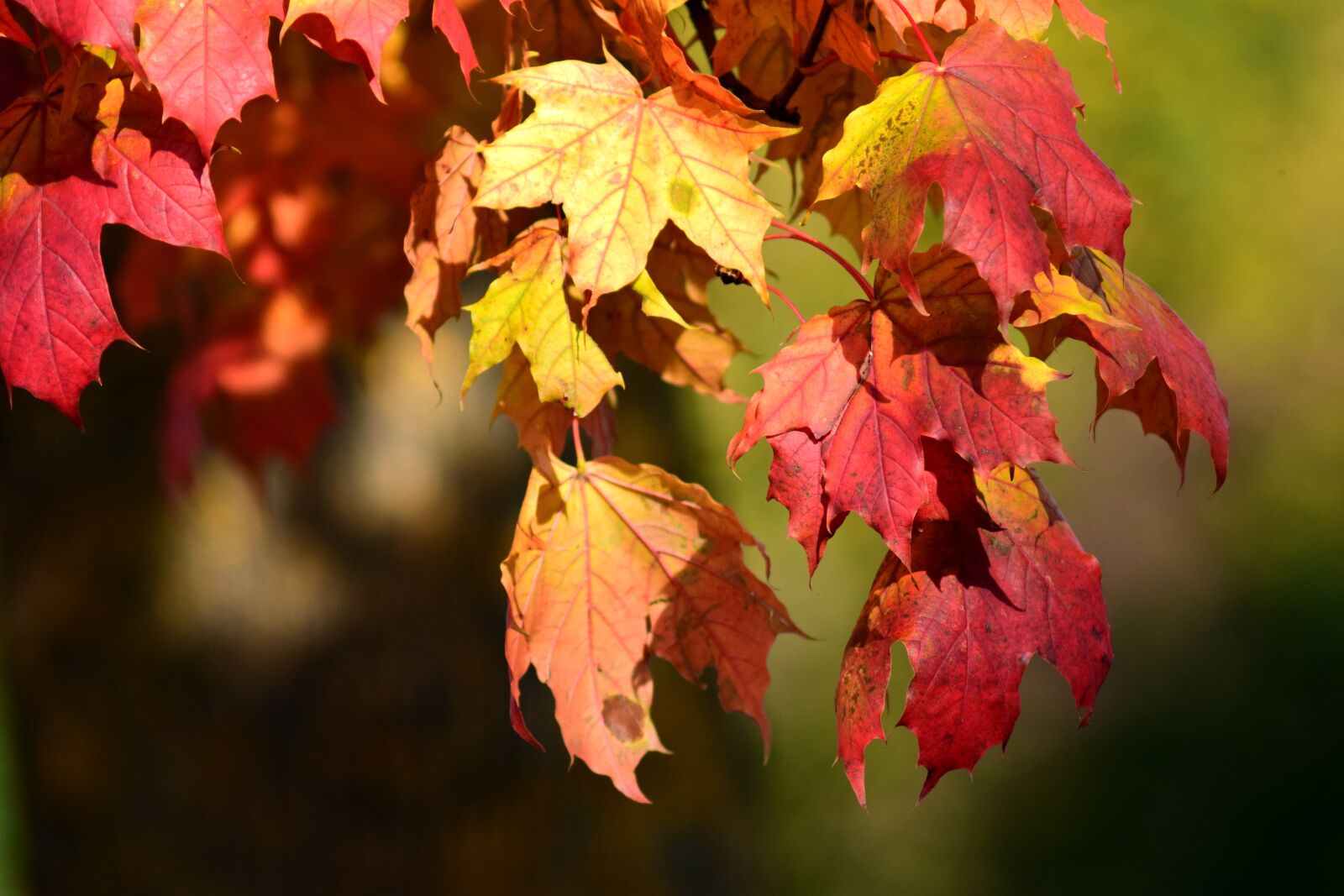 Nikon D3300 sample photo. Maple, leaves, autumn photography