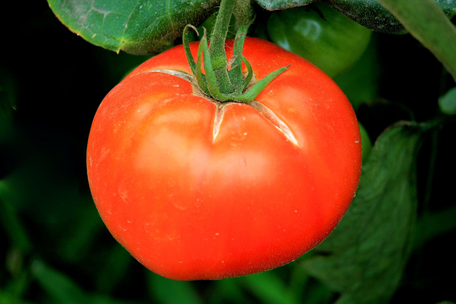 Canon EF-S 55-250mm F4-5.6 IS STM sample photo. Tomato, red, vegetables photography