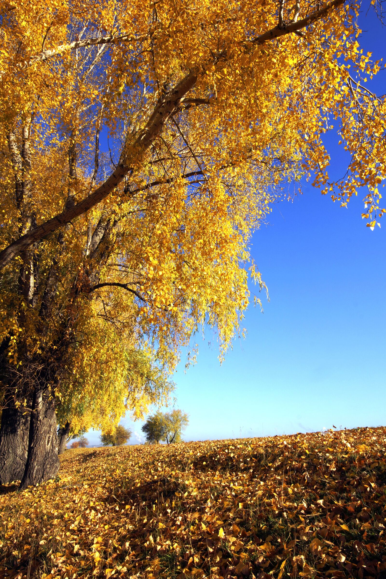 Sony SLT-A77 sample photo. Golden autumn, tree, nature photography