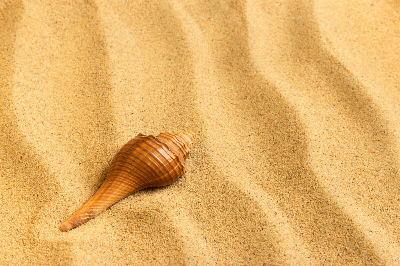 Canon EOS 600D (Rebel EOS T3i / EOS Kiss X5) sample photo. Journey, sand, shell photography