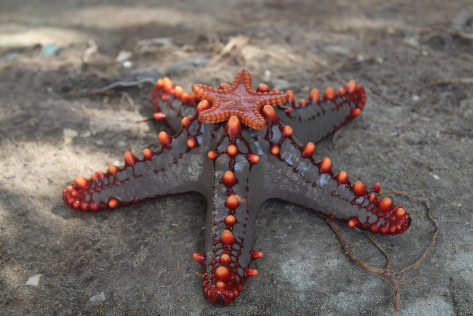 Canon EOS 1300D (EOS Rebel T6 / EOS Kiss X80) sample photo. Starfish, animal, live photography