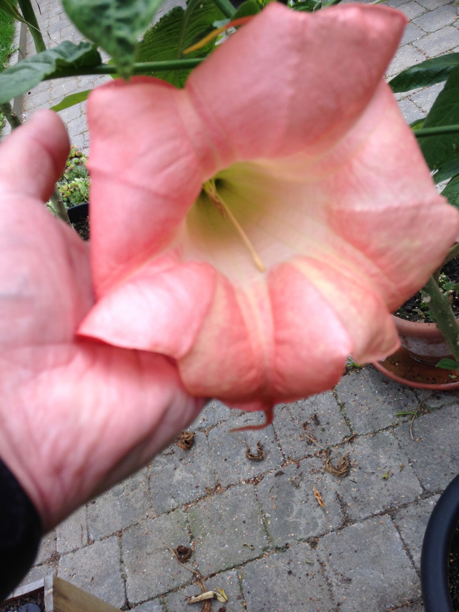 Apple iPhone 5 sample photo. Flower, plant, pink photography