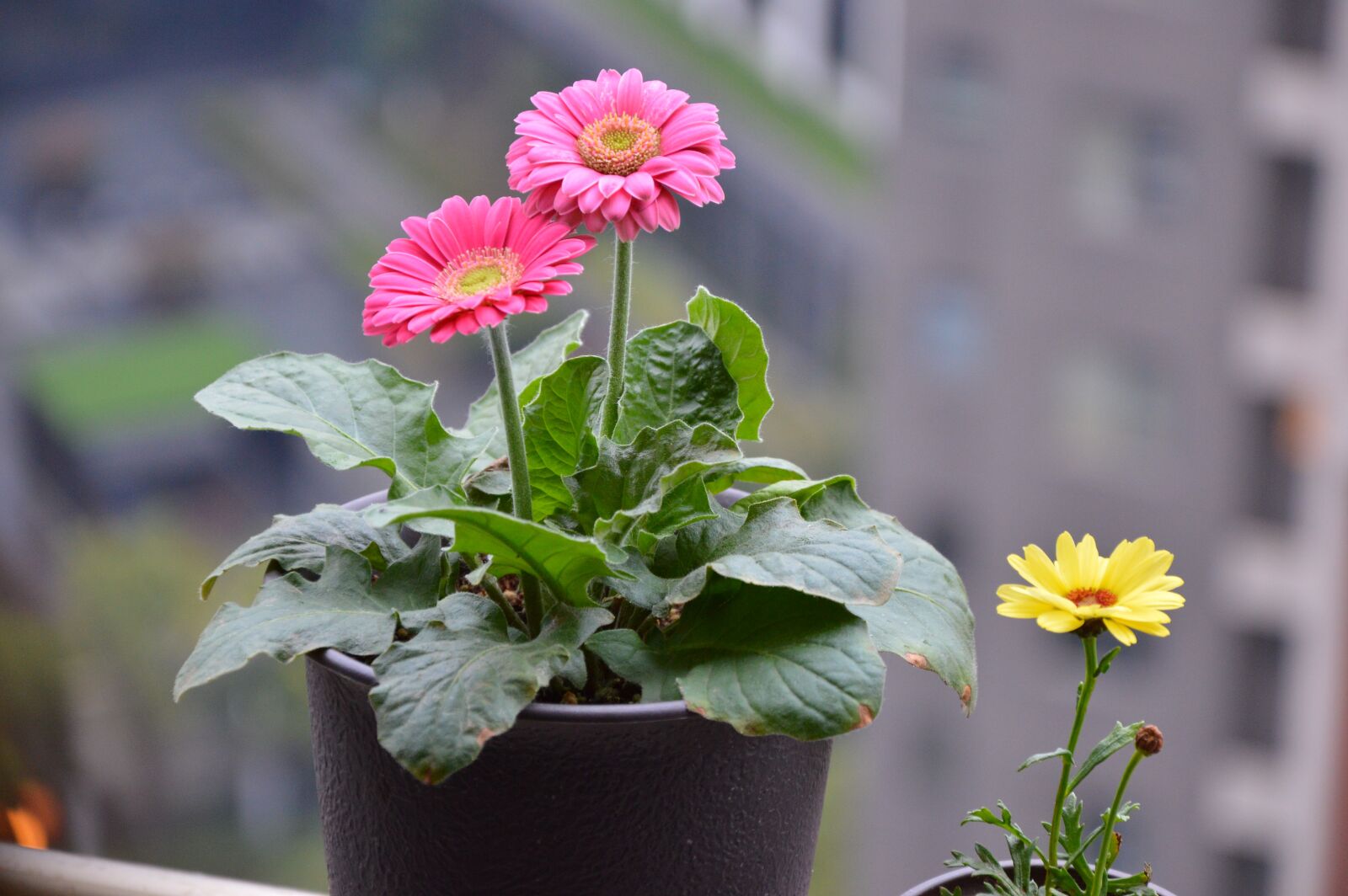 Nikon D3200 sample photo. African daisy, flower, african photography