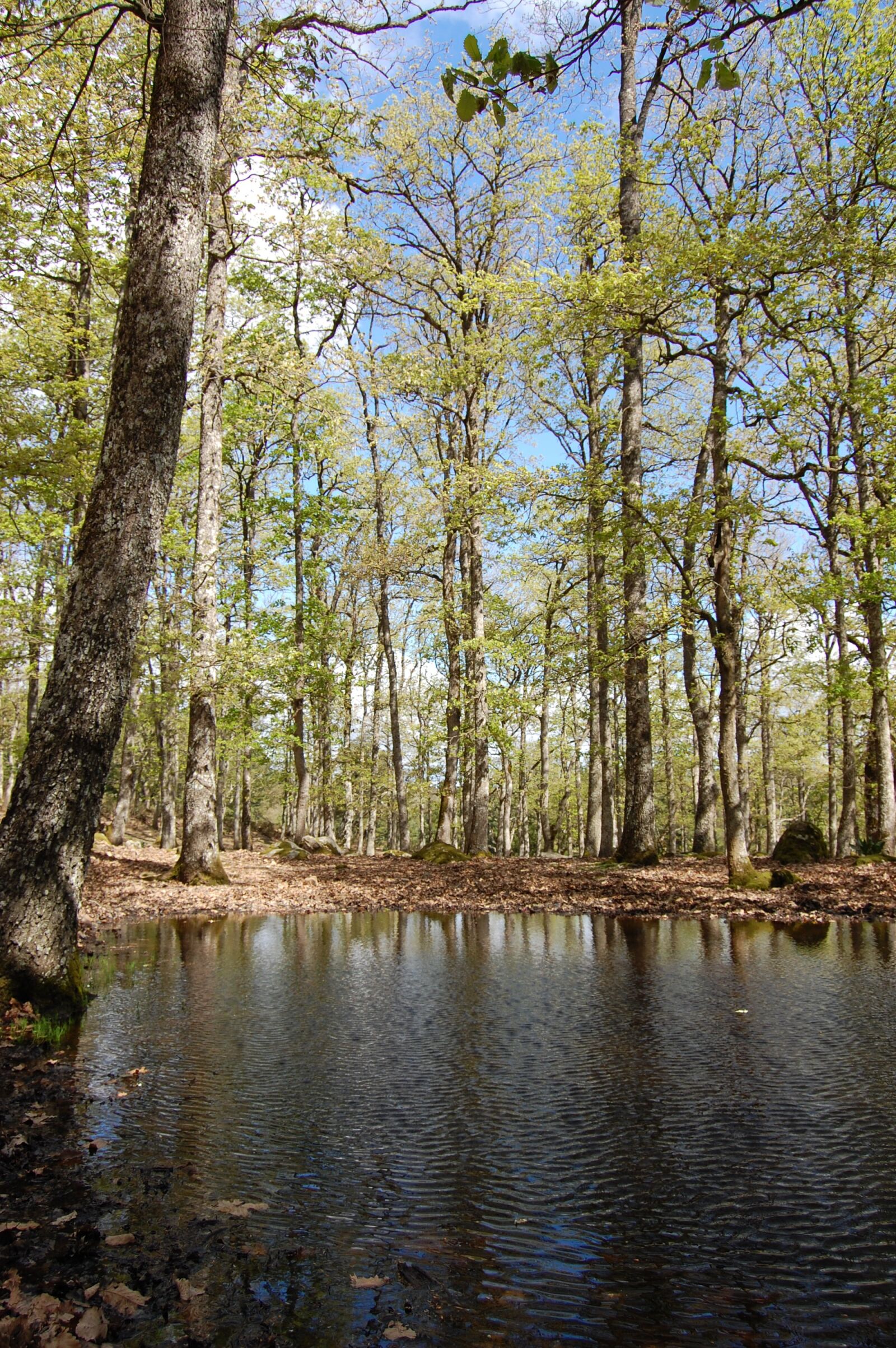 Nikon D40 sample photo. Lac, forest, nature photography