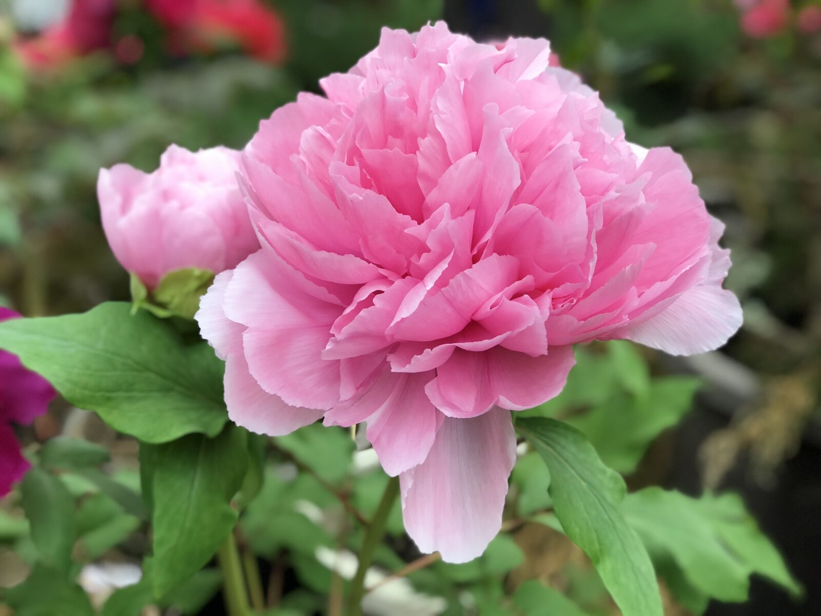 iPhone 8 Plus back dual camera 6.6mm f/2.8 sample photo. Flower, nature, plant photography