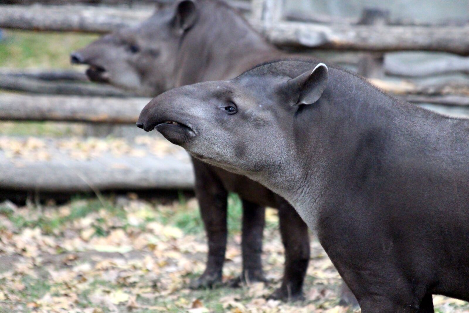 Canon EOS 650D (EOS Rebel T4i / EOS Kiss X6i) sample photo. Tapirs, animals, later photography