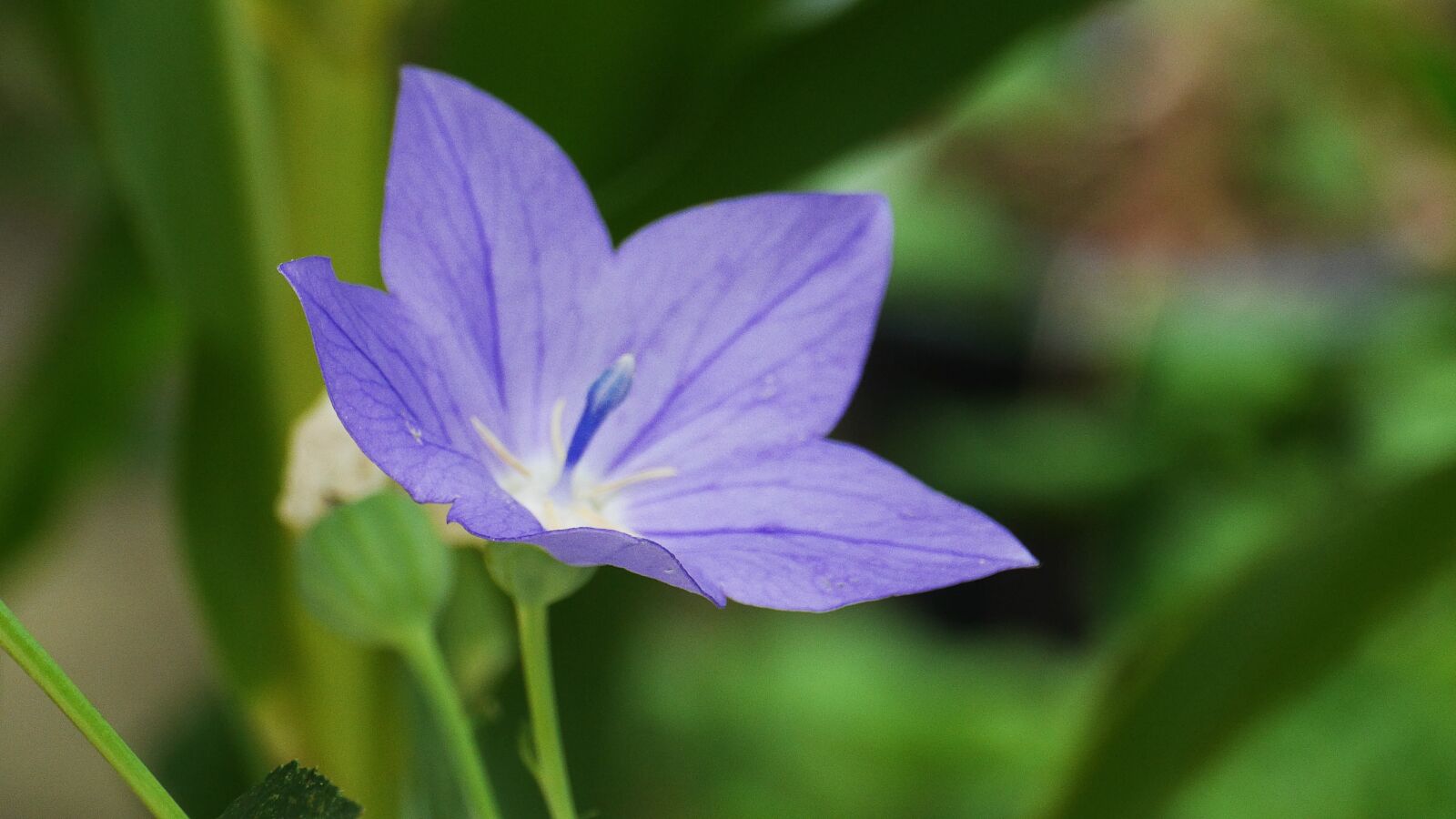 Panasonic Lumix DMC-GH3 sample photo. Help us, flowers, spring photography