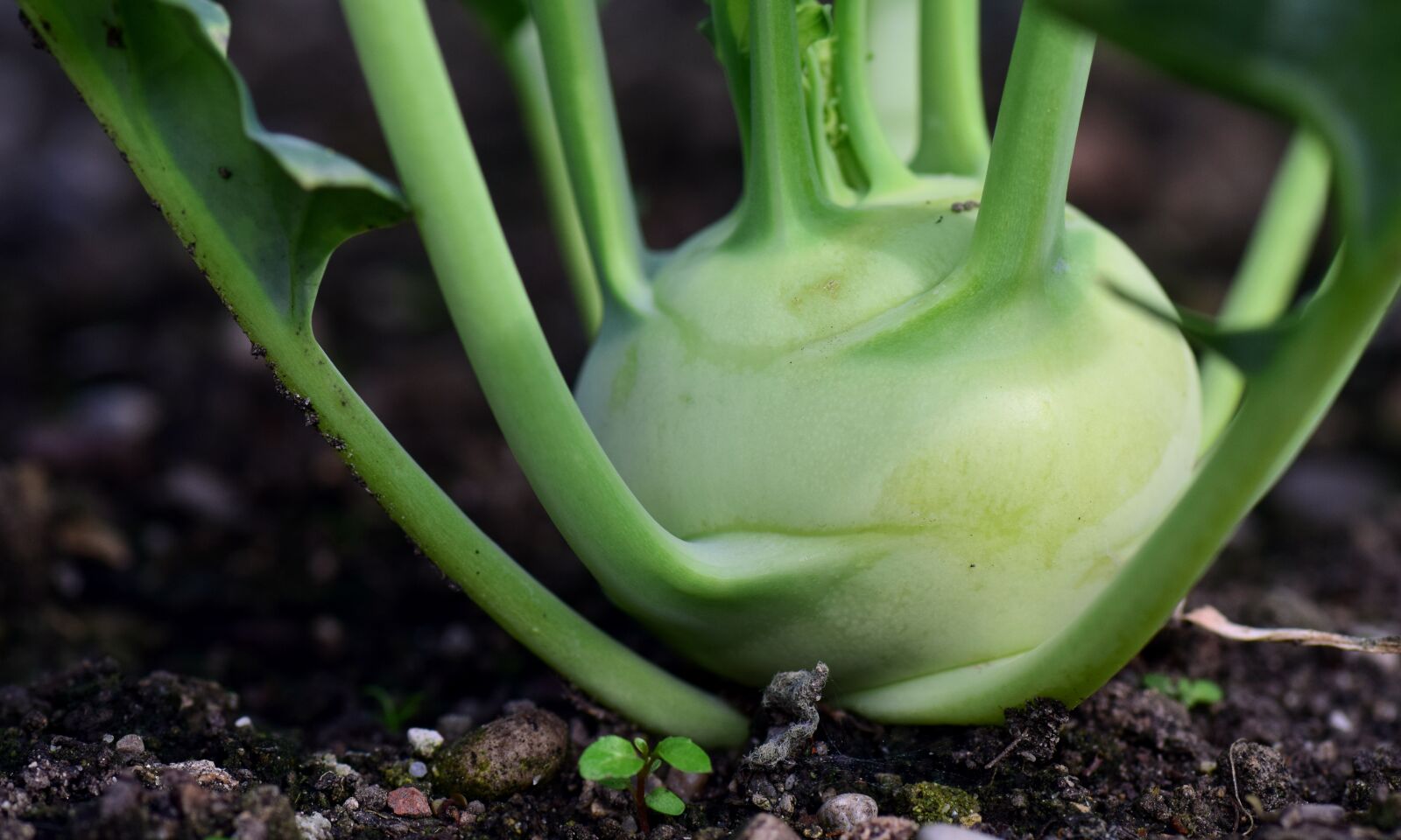 Nikon D3300 sample photo. Kohlrabi, vegetables, eat photography