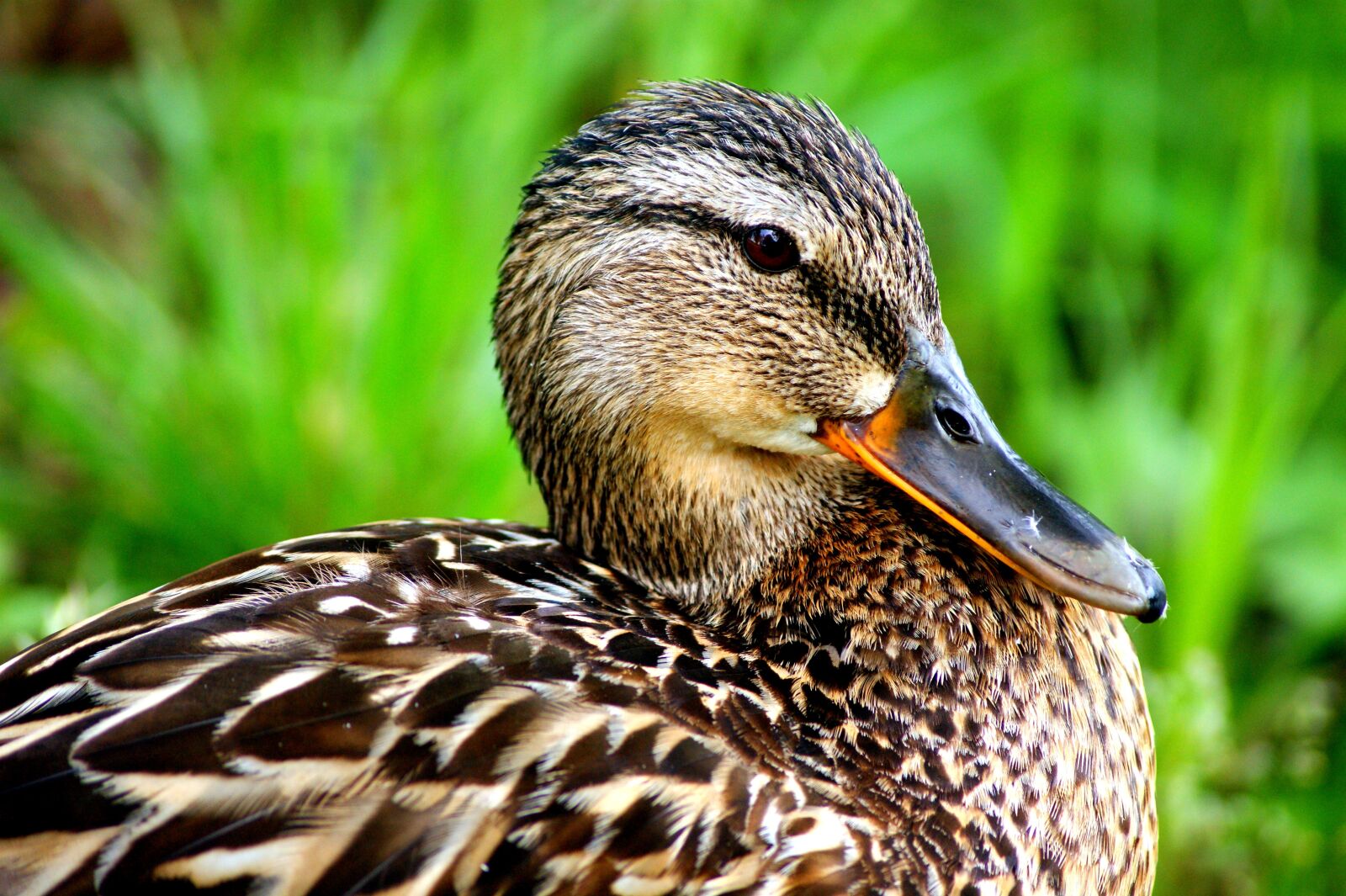 Sony Alpha DSLR-A390 sample photo. Duck, nature, ducks photography