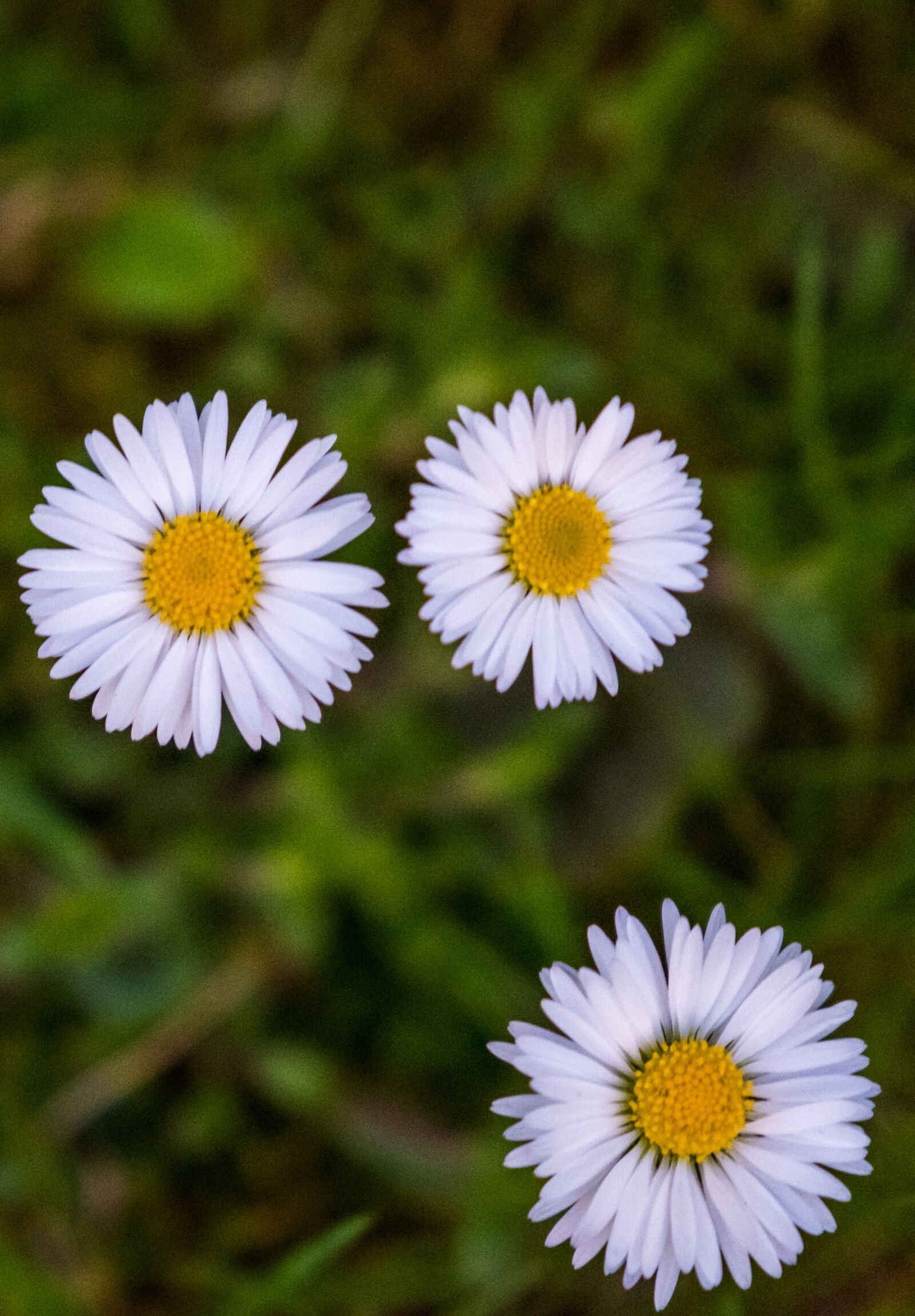 Fujifilm XF 16-55mm F2.8 R LM WR sample photo. Nature, plant, flower photography