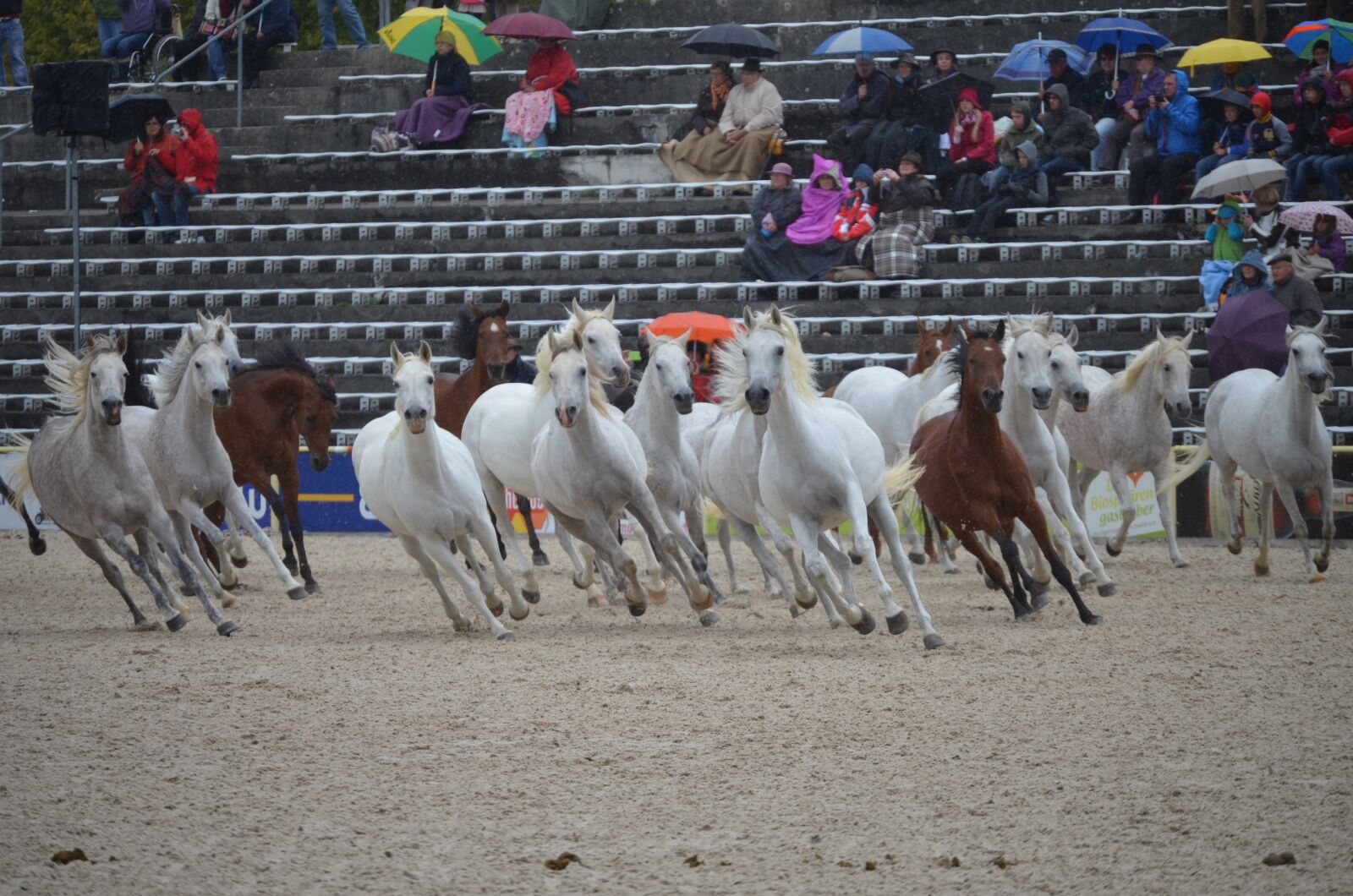 Nikon D5100 sample photo. Mold, thoroughbred arabian, arabs photography