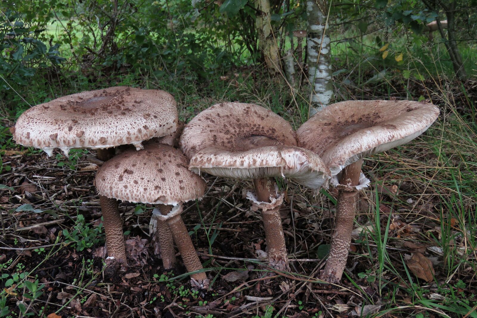 Canon PowerShot SX60 HS sample photo. Fungi, mushroom, nature photography