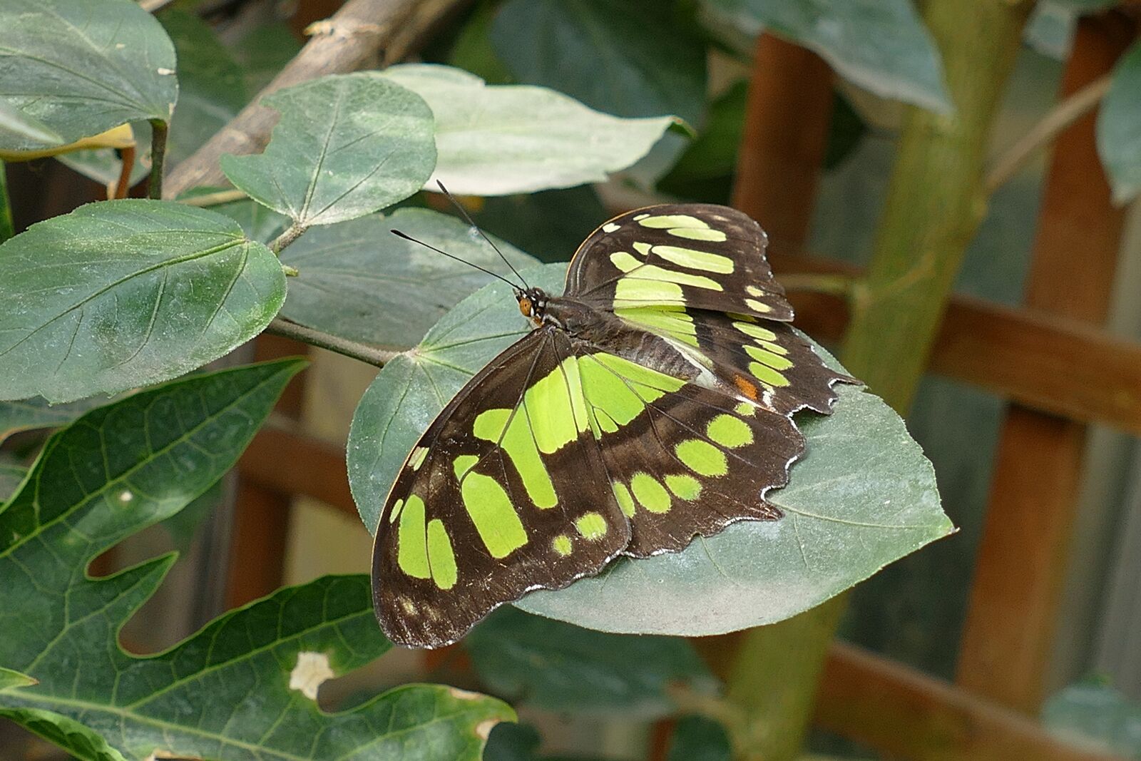 Panasonic Lumix DMC-FZ1000 sample photo. Insects, butterflies, butterfly photography